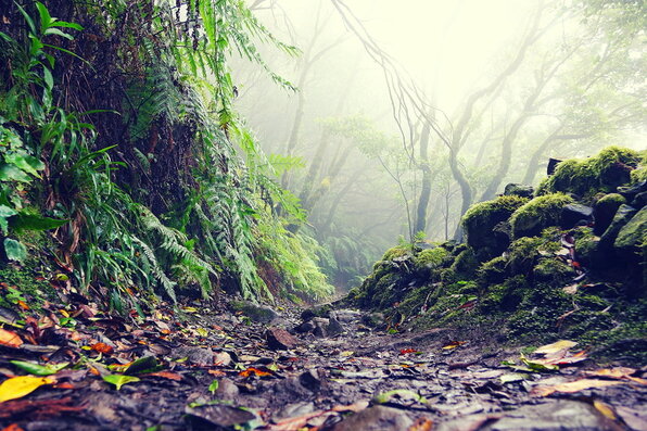 Monte de Laurisilva Anaga Tenerife