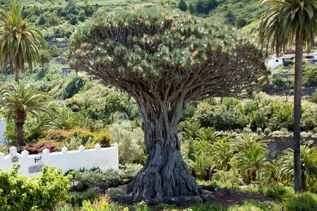 Drago de Icod de Los vinos, Tenerife